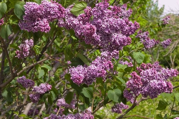 Sensation Bare Root Lilac Bush