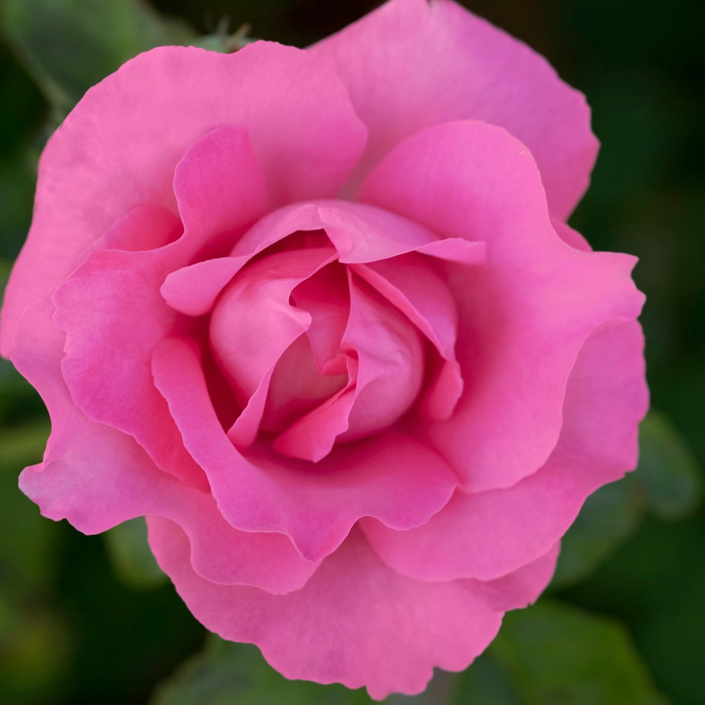 The McCartney Rose™ Bare Root Rose Bush