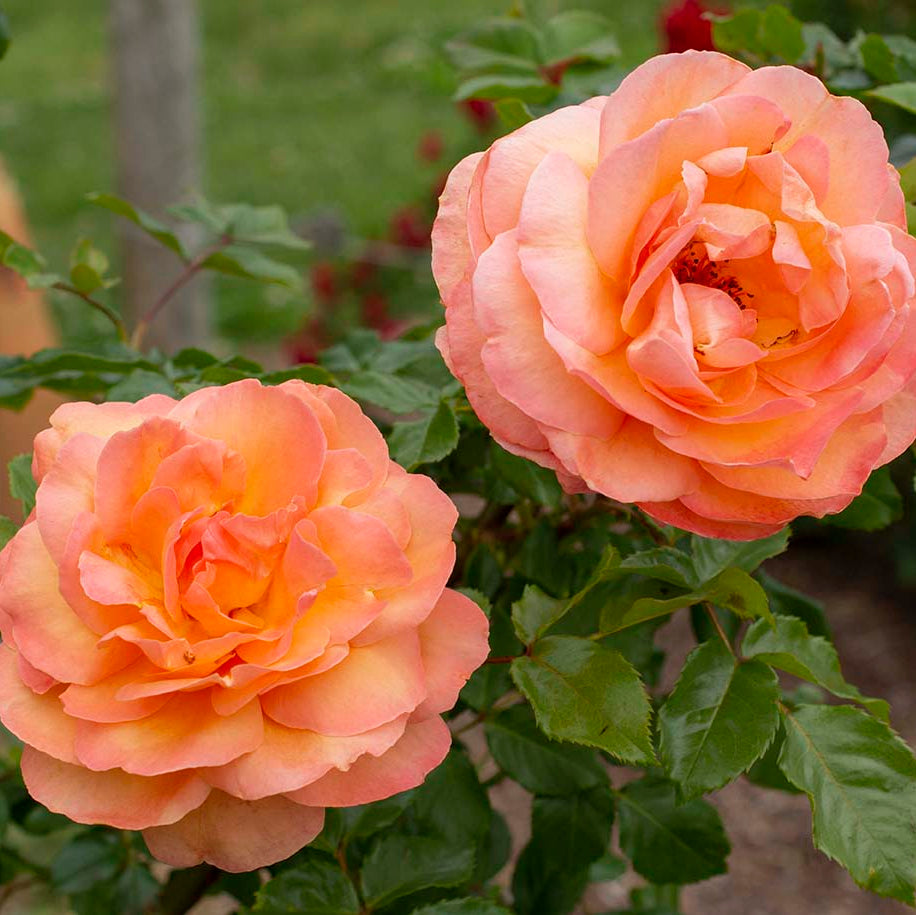 Arborose® Tangerine Skies™ Potted Climbing Rose