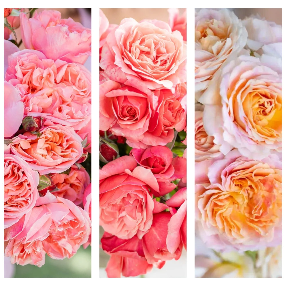 Tea at Highbury® Garden Color Stories™ Bundle of 3 Bare Root Roses