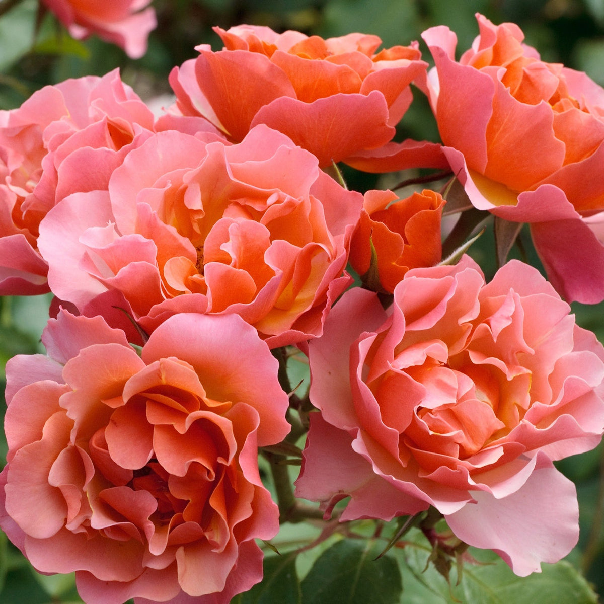 Tequila® Supreme Bare Root Rose Bush