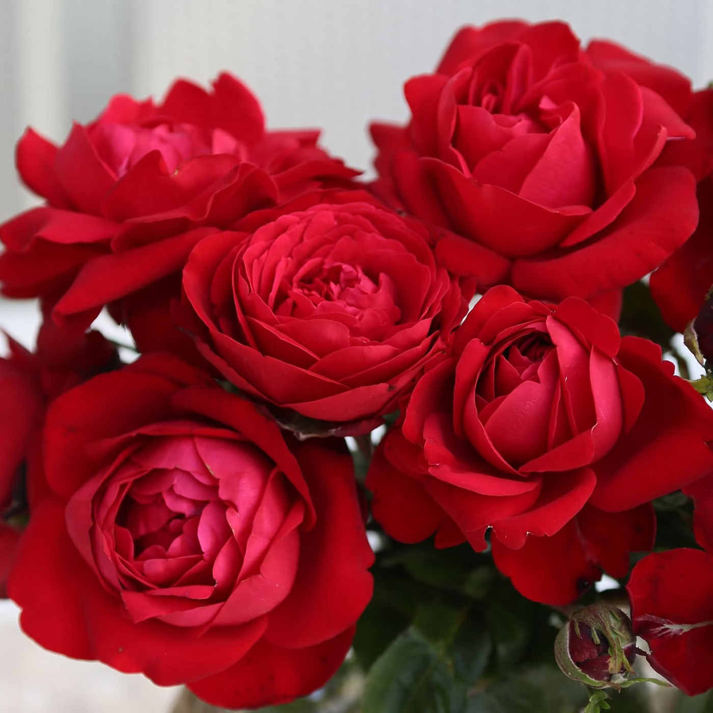 Tiamo™ Bare Root Rose Bush