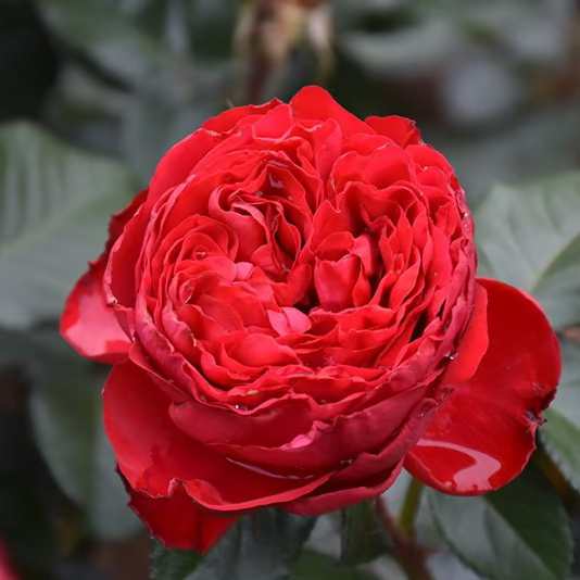 Traviata® Potted Rose Bush