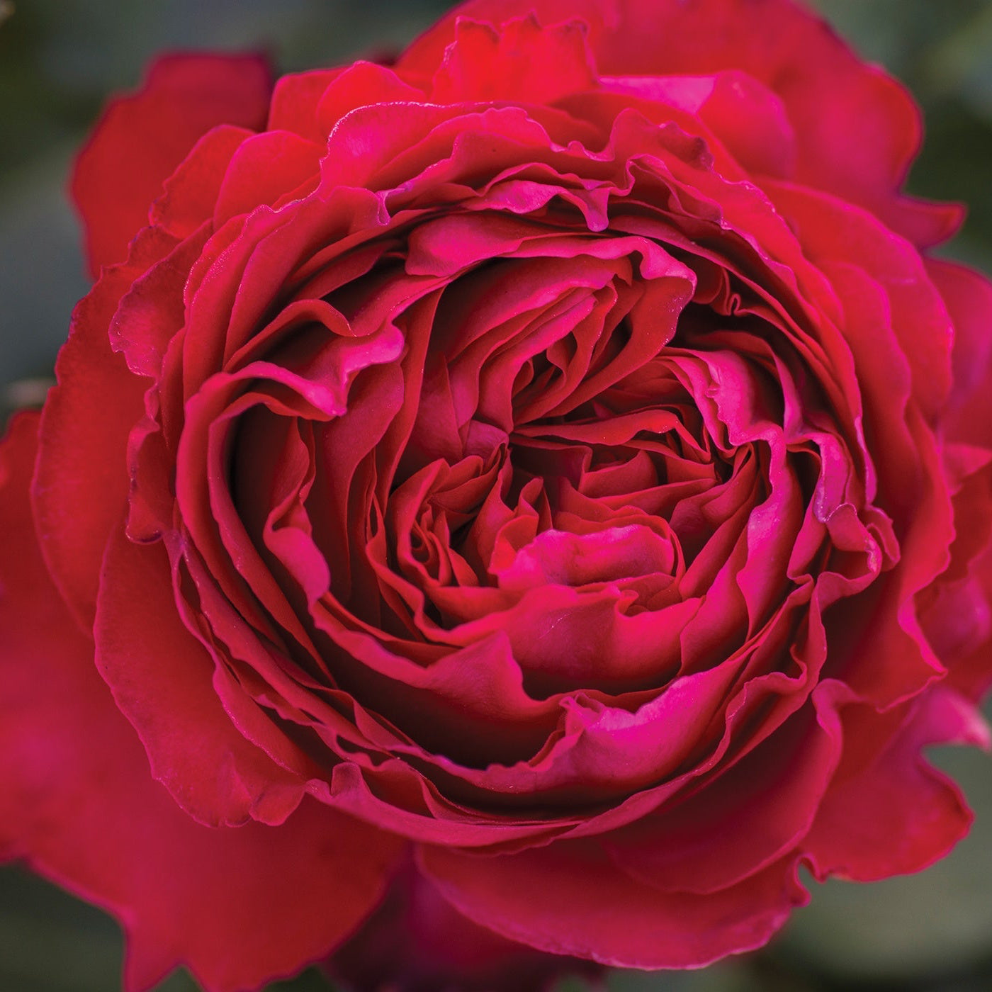 Traviata® Potted Rose Bush