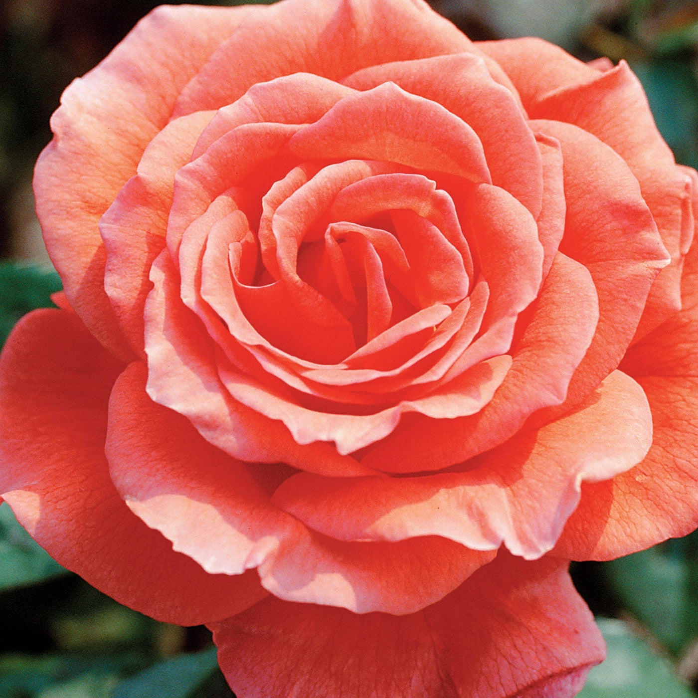 Tropicana Potted Rose Bush