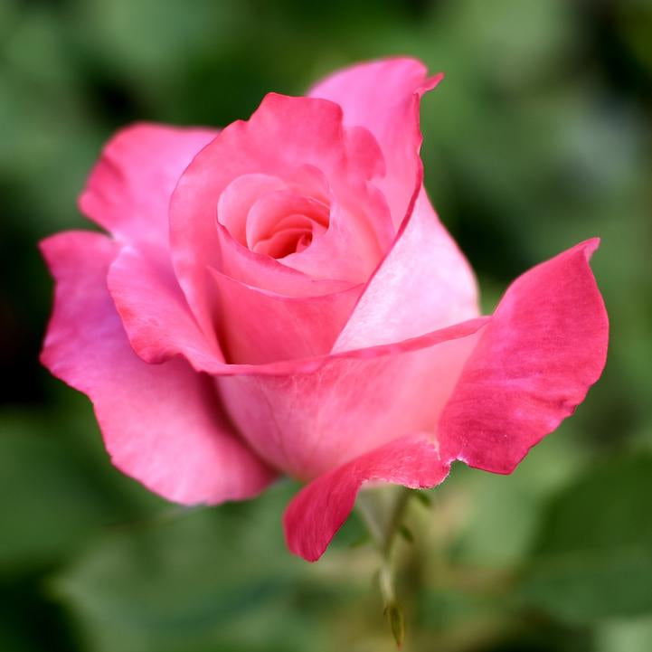 True Bloom Roses® True Bliss™ Bare Root Rose Bush