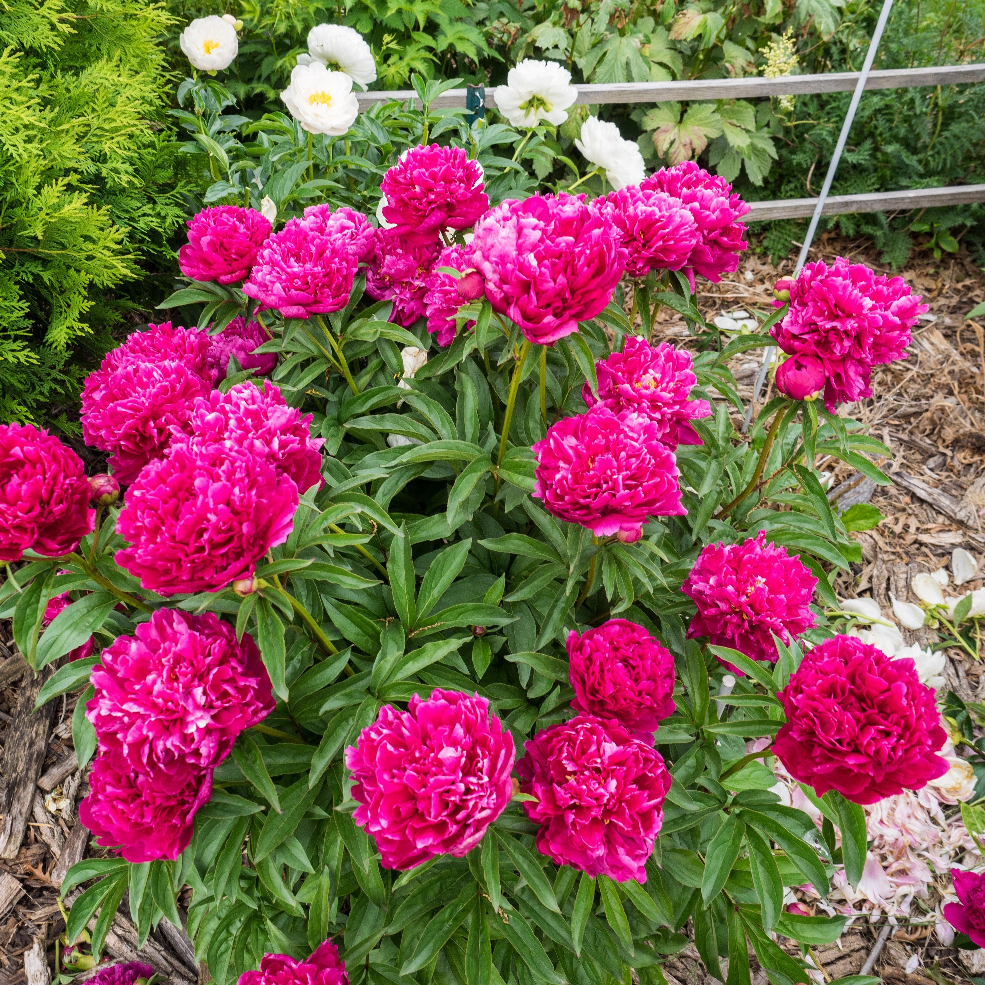 Peony 'Kansas' Potted Peony Plant