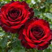 Red or Burgundy Roses