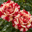 Striped Roses