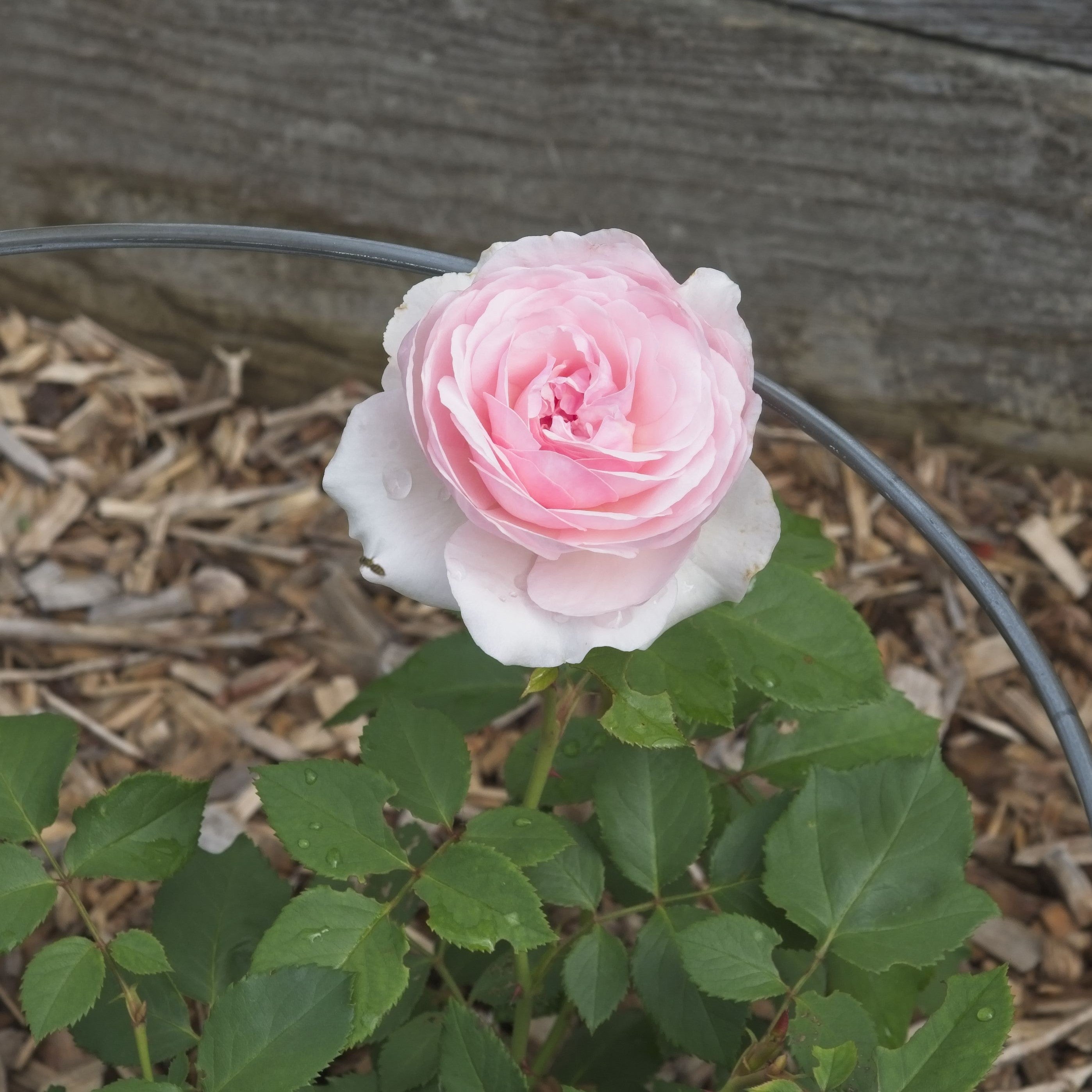 David Austin® Olivia Rose Austin™ Potted Rose Bush