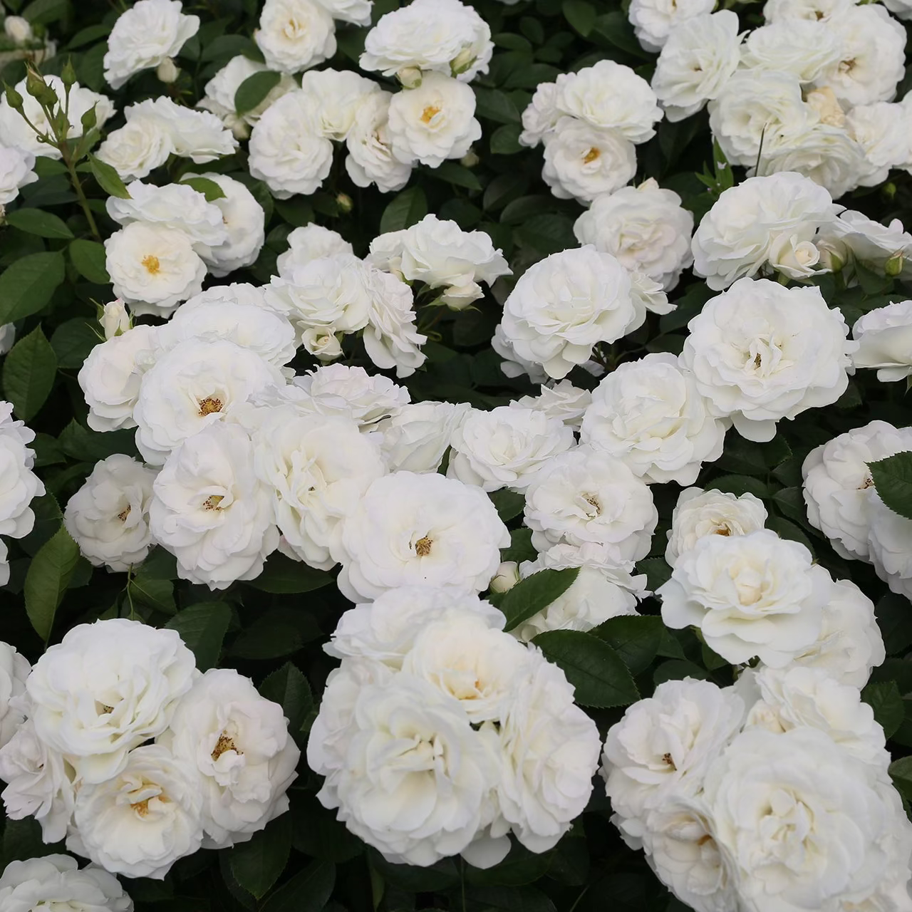 Veranda® White Bare Root Rose Bush