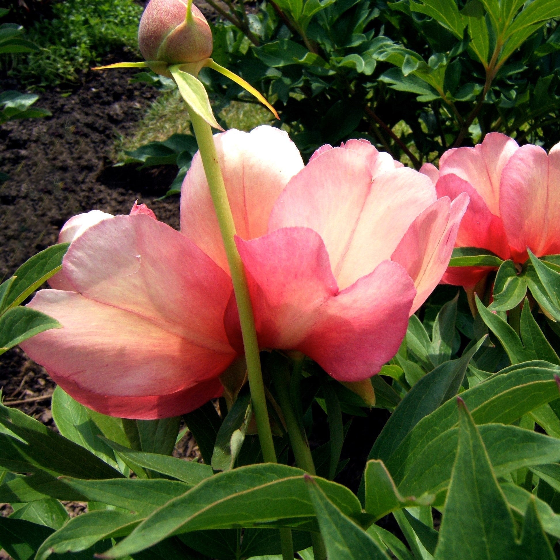 Peony 'Julia Rose' Potted Itoh Peony Plant
