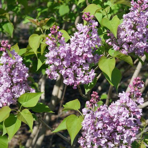 Lilac Scentara® Double Blue Potted Lilac Bush