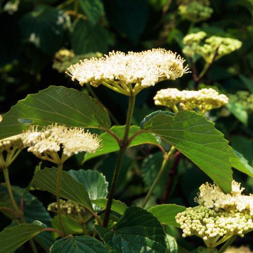 American Beauties® Native Plants Viburnum dentatum Blue Blaze™ Potted Viburnum Bush