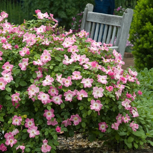 Ribbons of Roses™ Bundles of Bare Root Roses - Nearly Wild - Pack of 10