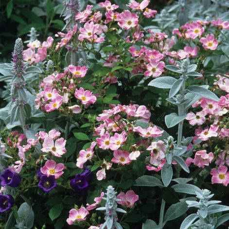 Nearly Wild Bare Root Rose Bush