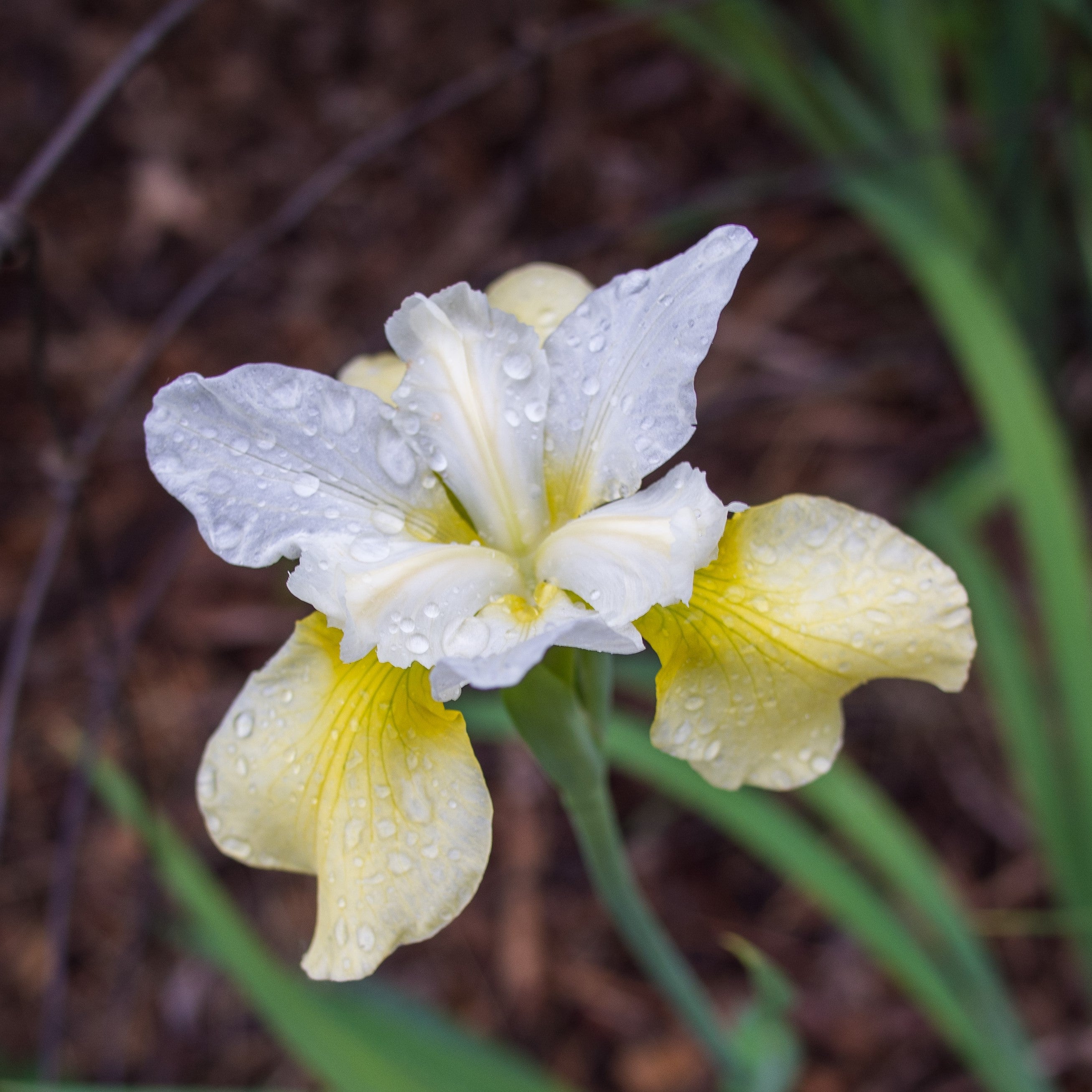 Iris Butter and Sugar Potted Siberian Iris Plant