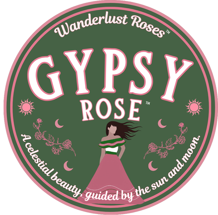 Wanderlust Roses™ Gypsy™ Potted Rose Bush