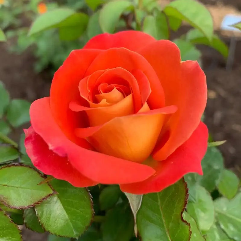Burst of Joy™ Potted Rose Bush
