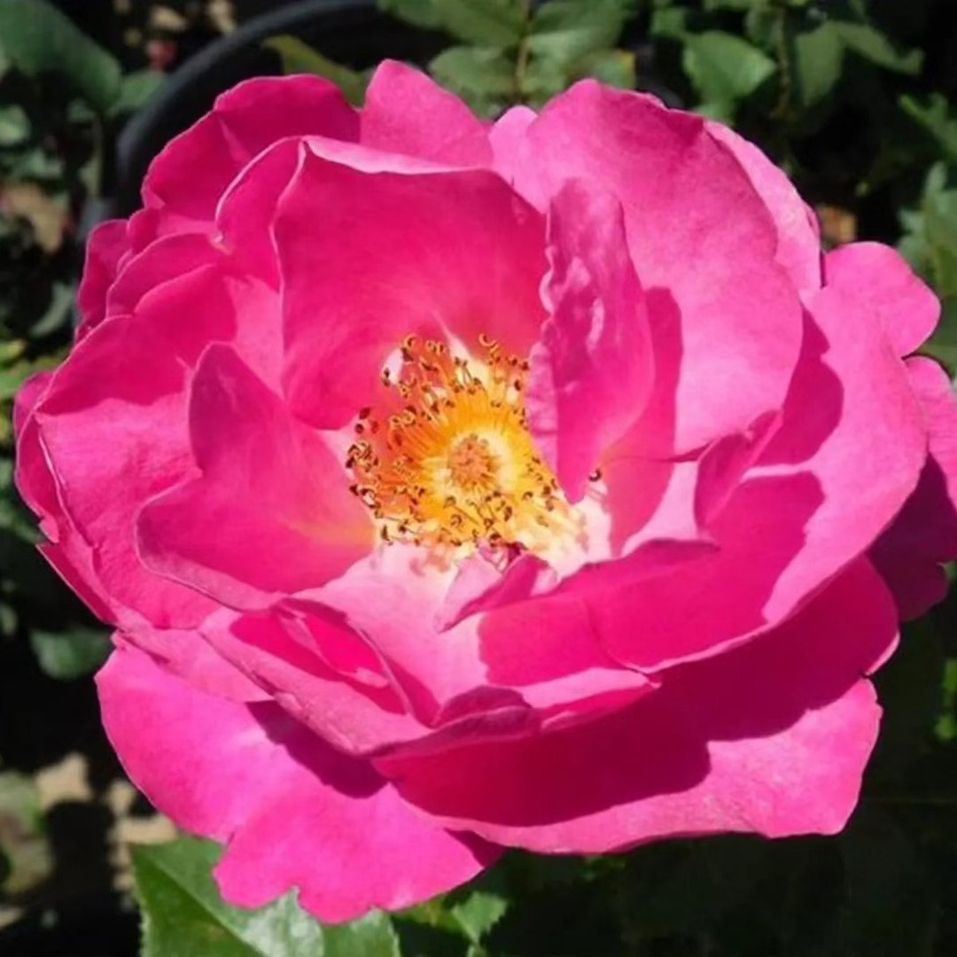 Shining Moment™ Potted Rose Bush
