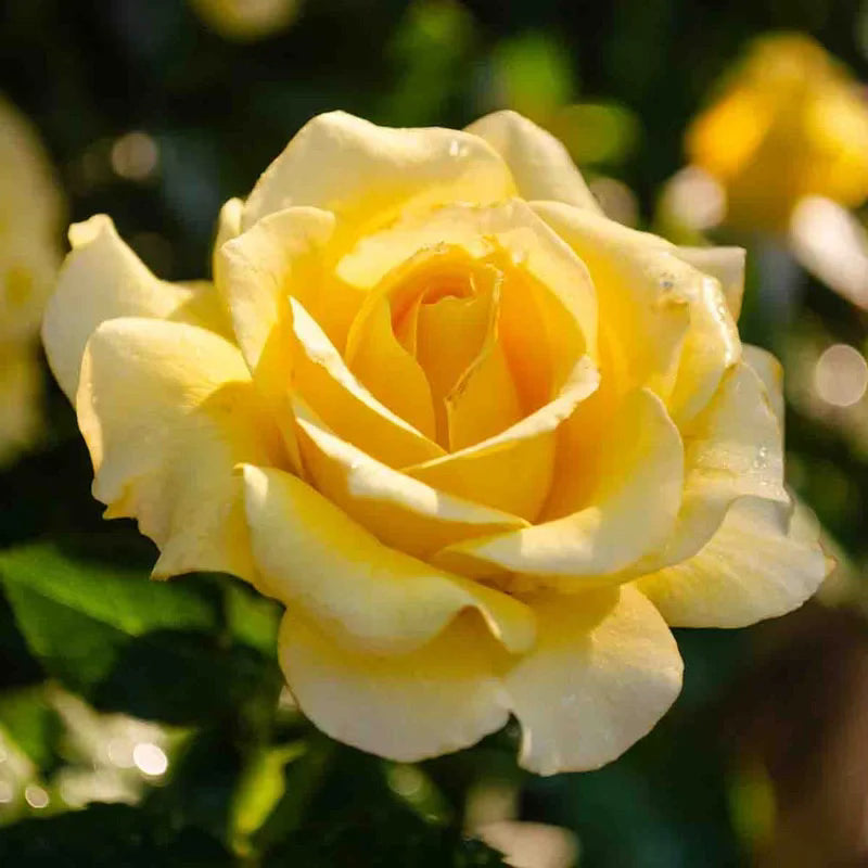 Sparkle & Shine™ Bare Root Rose Bush