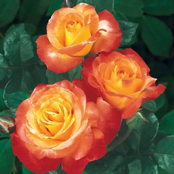 Chihuly® Bare Root Rose Bush