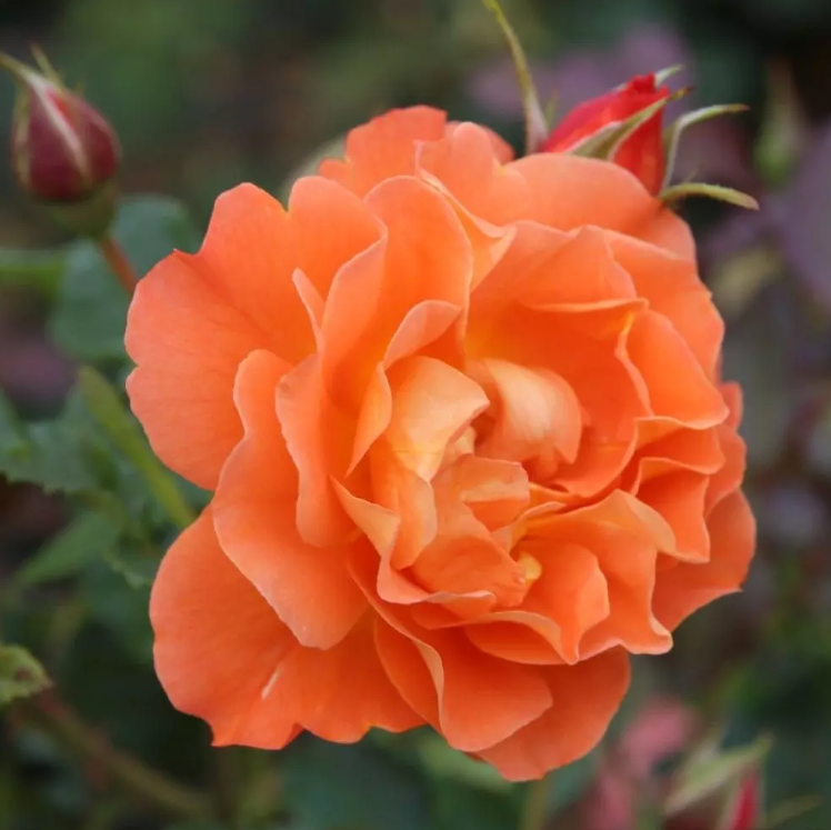 Westerland Potted Climbing Rose