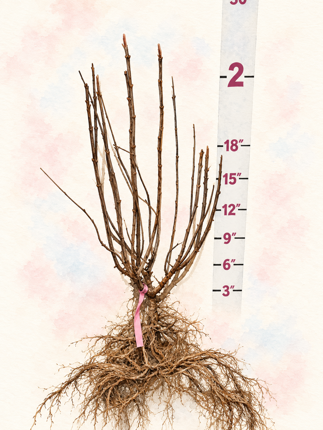 First Editions® White Diamonds Panicle Hydrangea Bare Root Hydrangea Bush