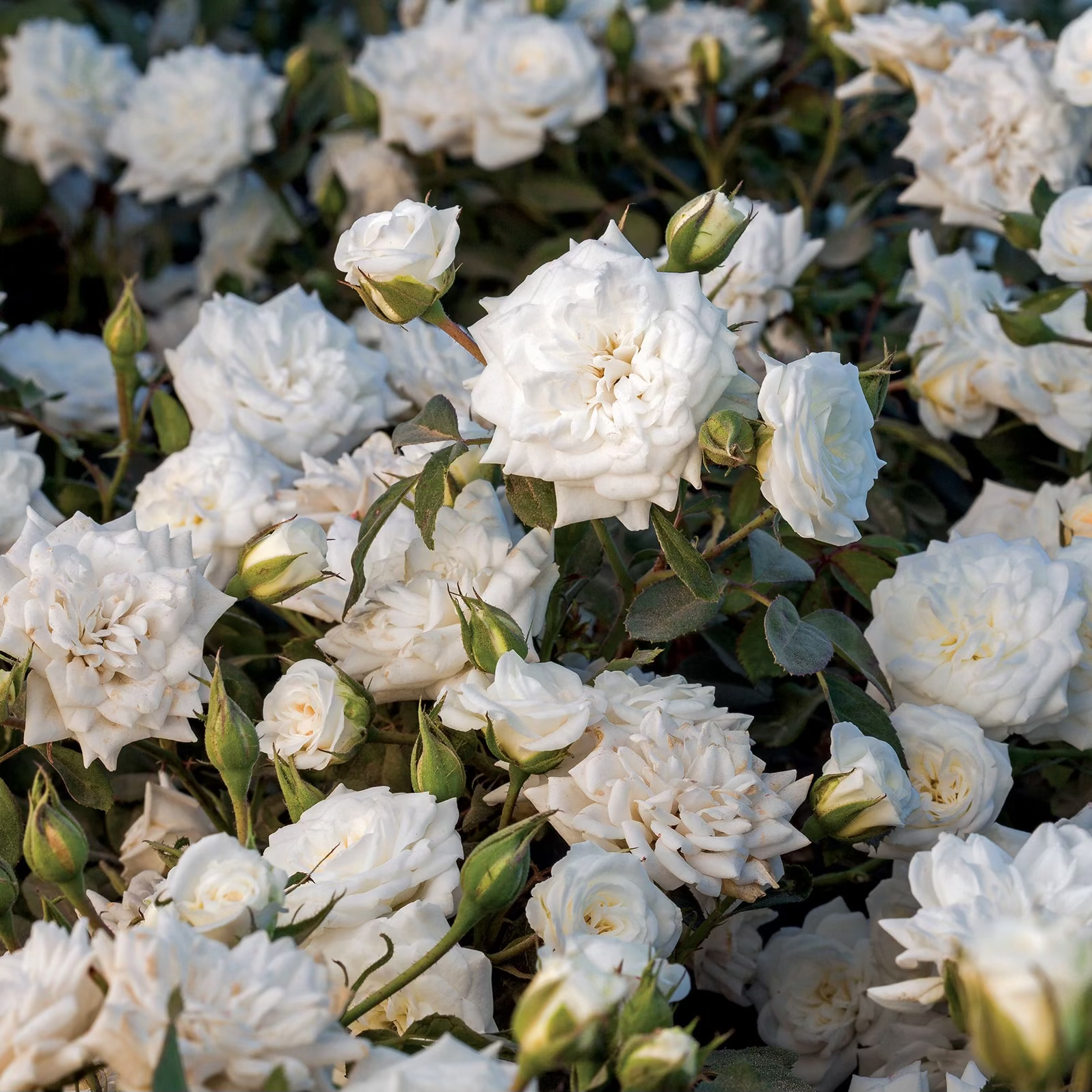 White Drift® Bare Root Tree Rose