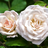 White Drift® Potted Rose Bush