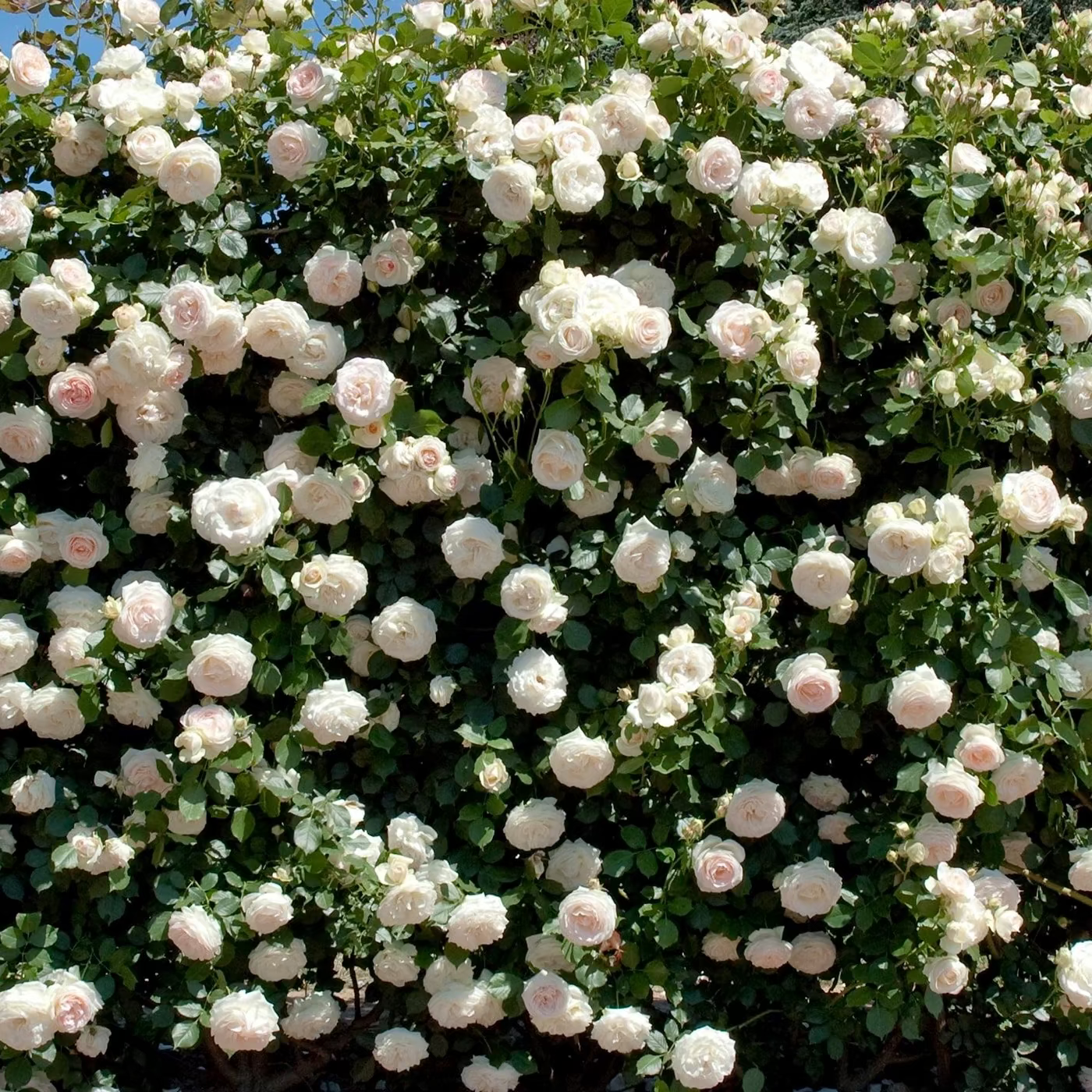 Meidiland® White Potted Rose Bush