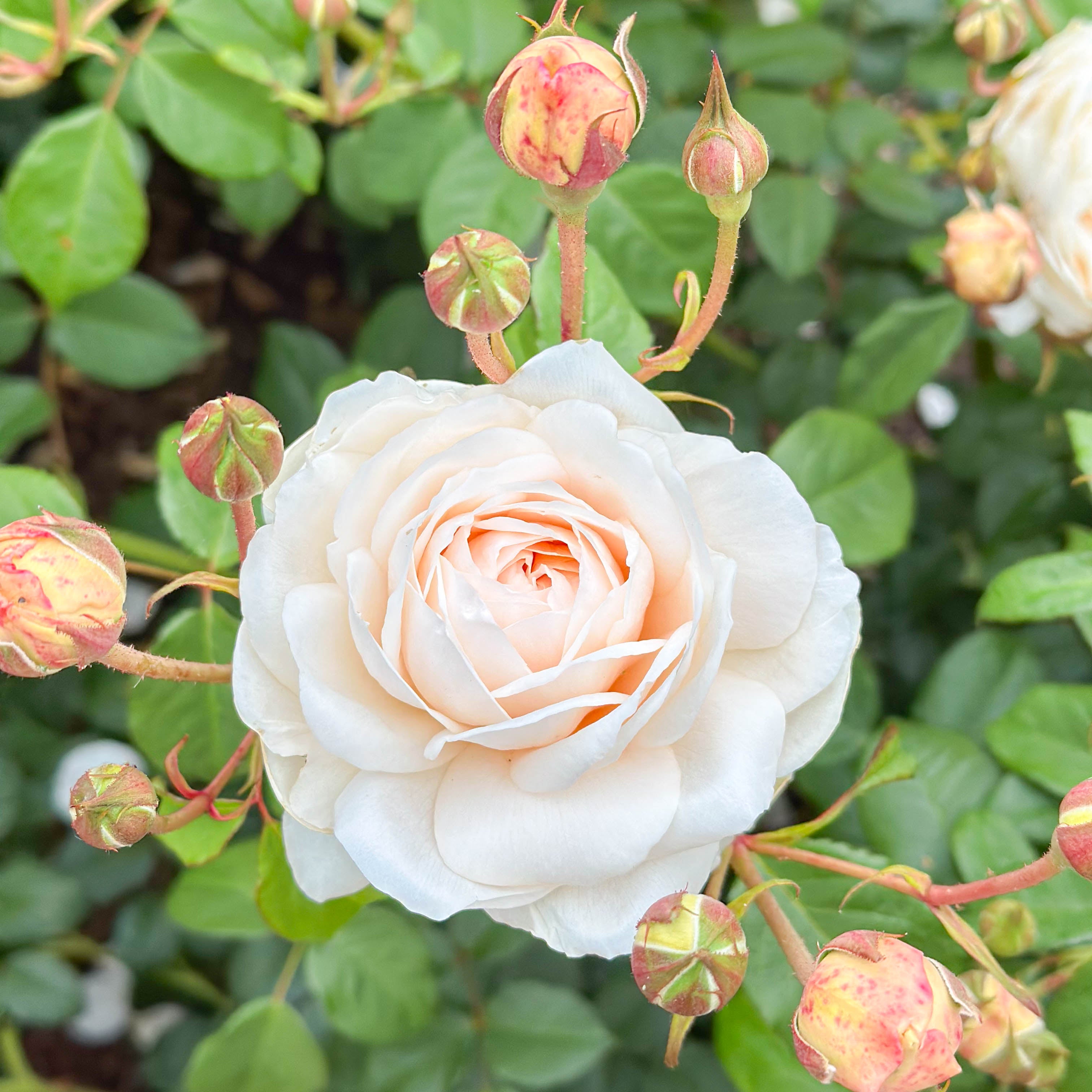 David Austin® Windermere Potted Rose Bush