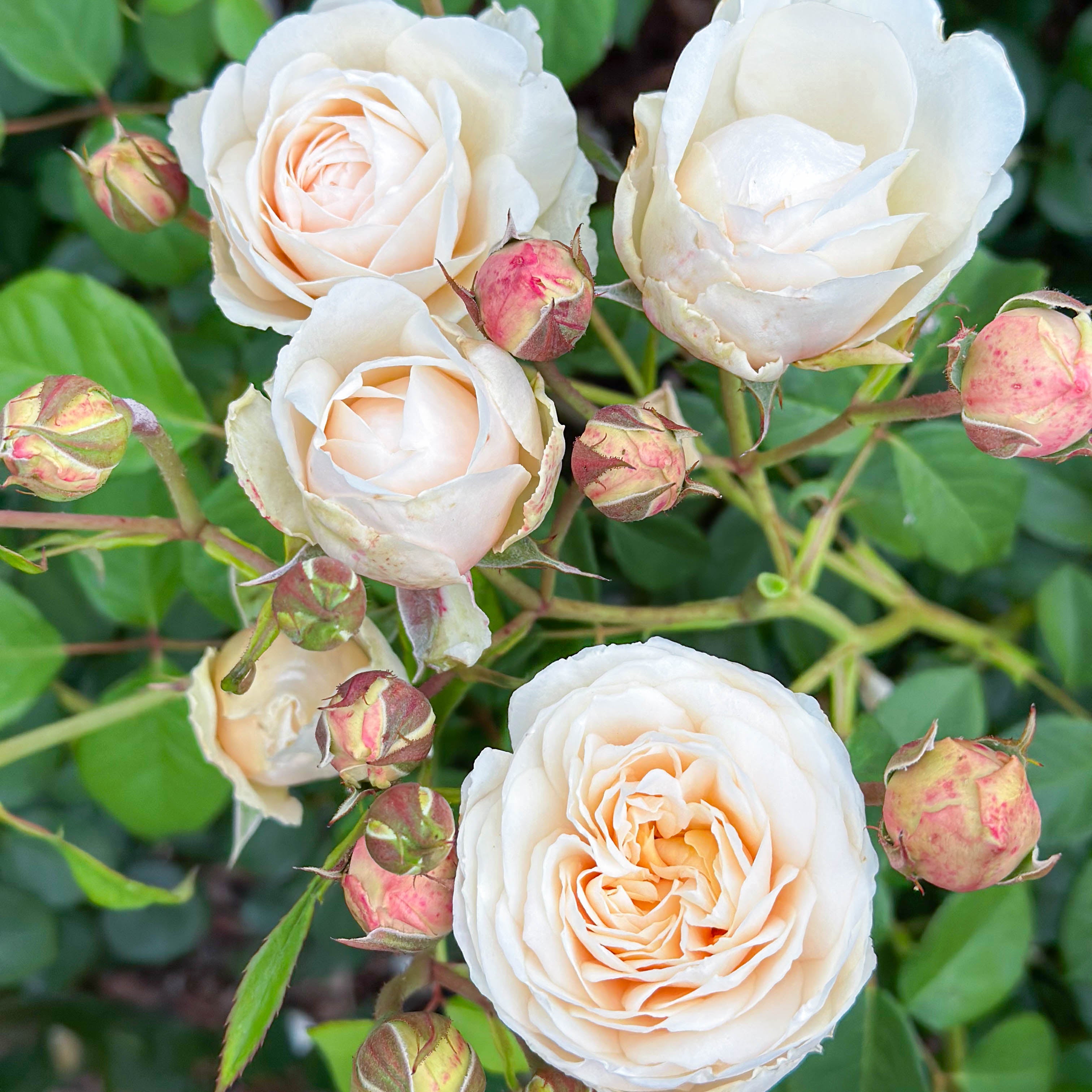 David Austin® Windermere Potted Rose Bush