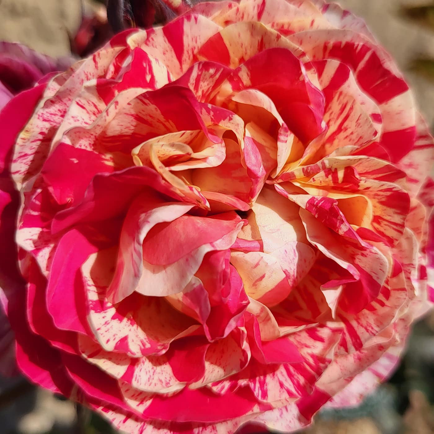 Close-up of a pink and red flower with a blurred background