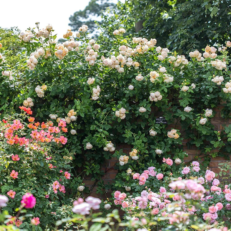 Wollerton Old Hall Bare Root Rose Bush