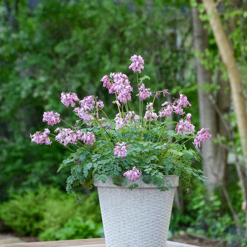 Bleeding Heart 'Pink Diamonds' Potted Bleeding Heart Plant