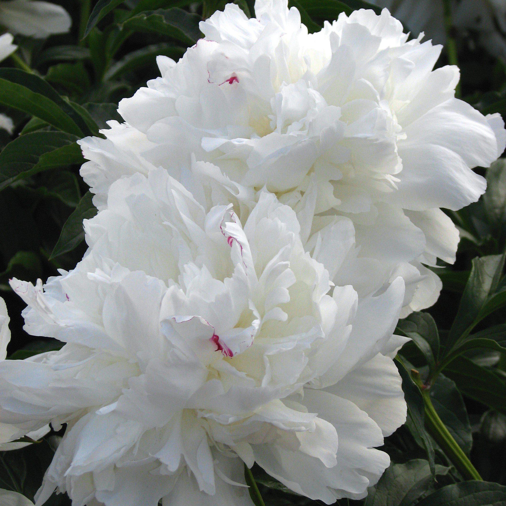 Peony 'Festiva Maxima' Potted Peony Plant