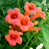 Trumpet Vine