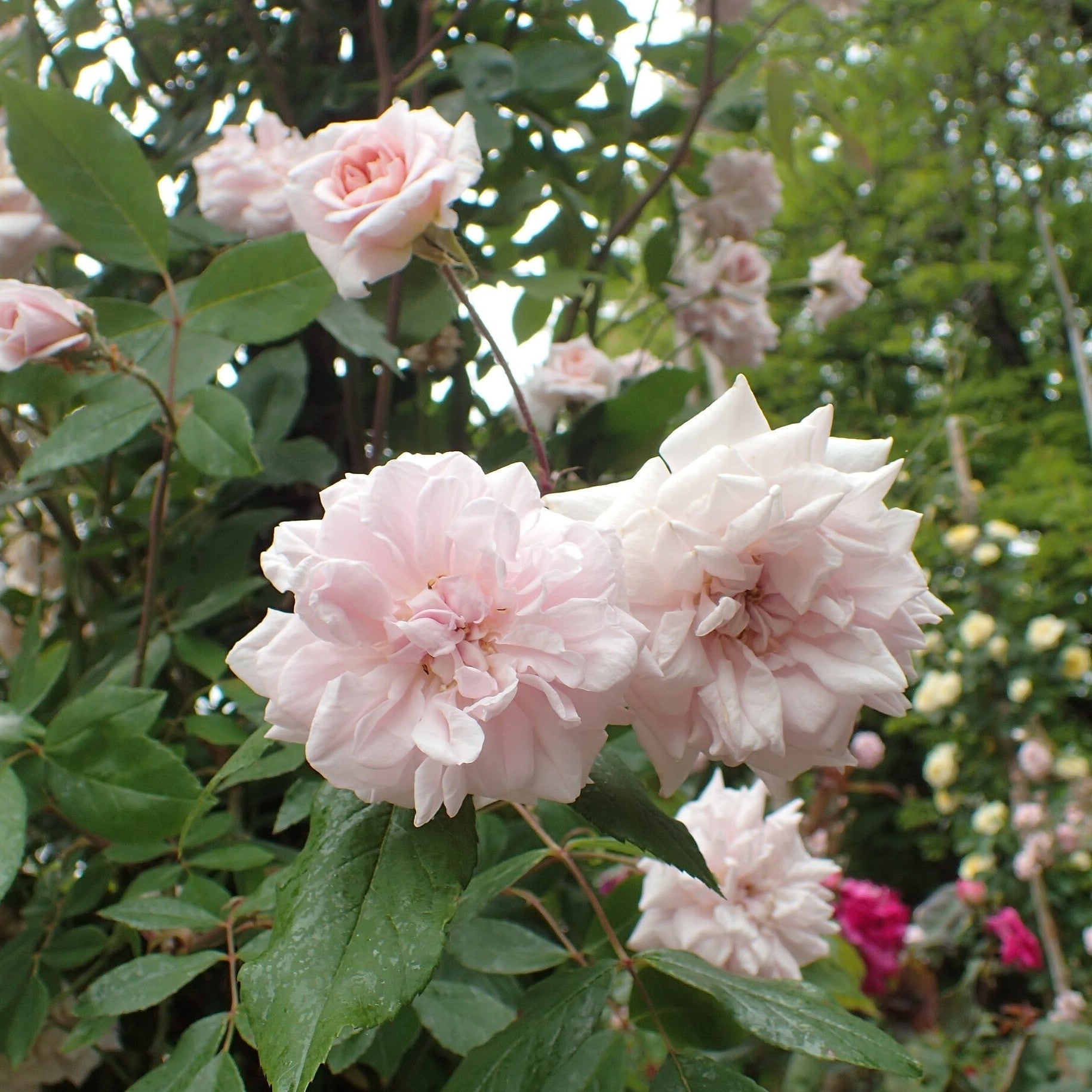 Cecile Brunner™ Potted Climbing Rose