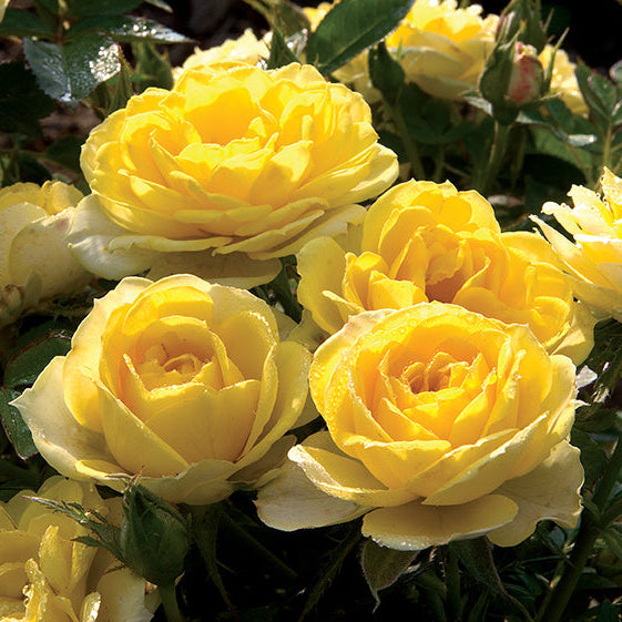 Sunblaze® Yellow Bare Root Tree Rose - POM POM