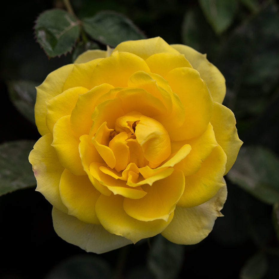 Sunblaze® Yellow Bare Root Tree Rose - POM POM