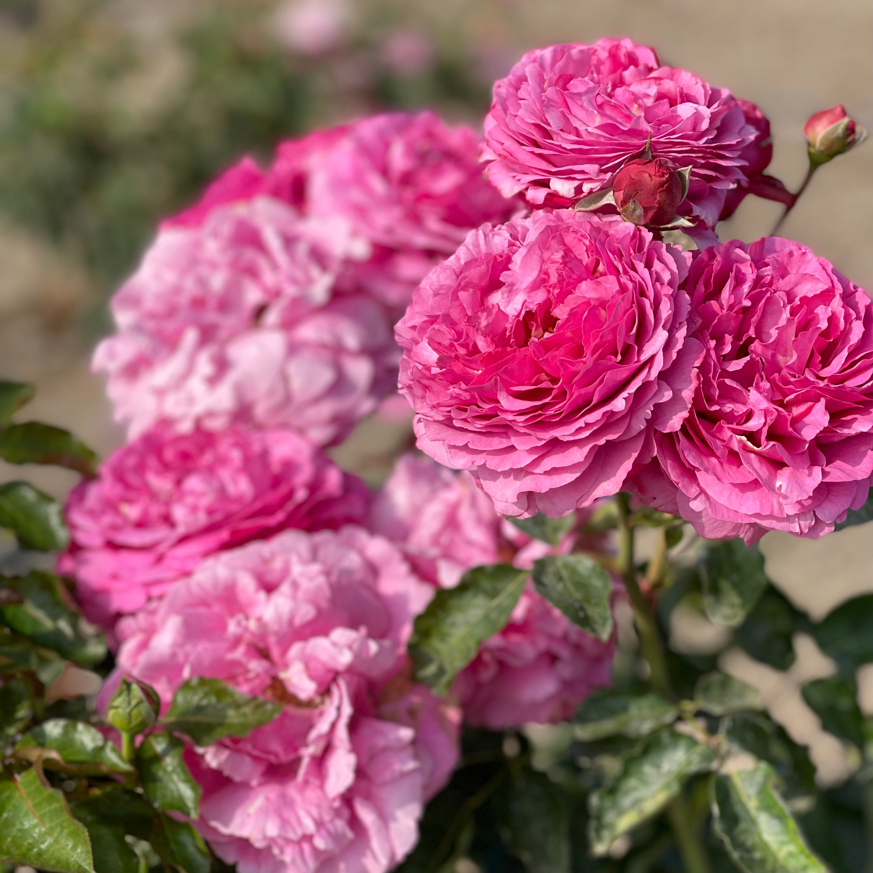 Gracie’s Blooms & Branches™ Bundles - Yves Piaget™