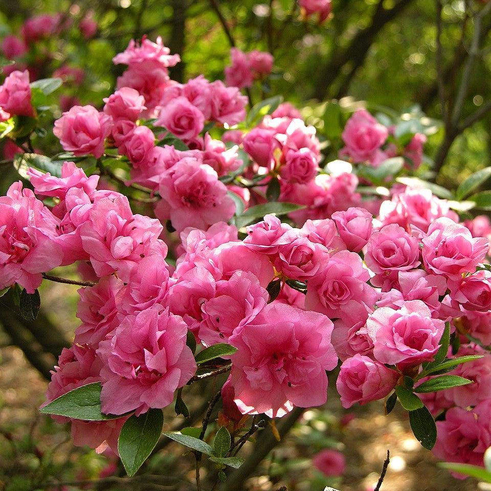 Azalea Rosebud Potted Azalea Plant