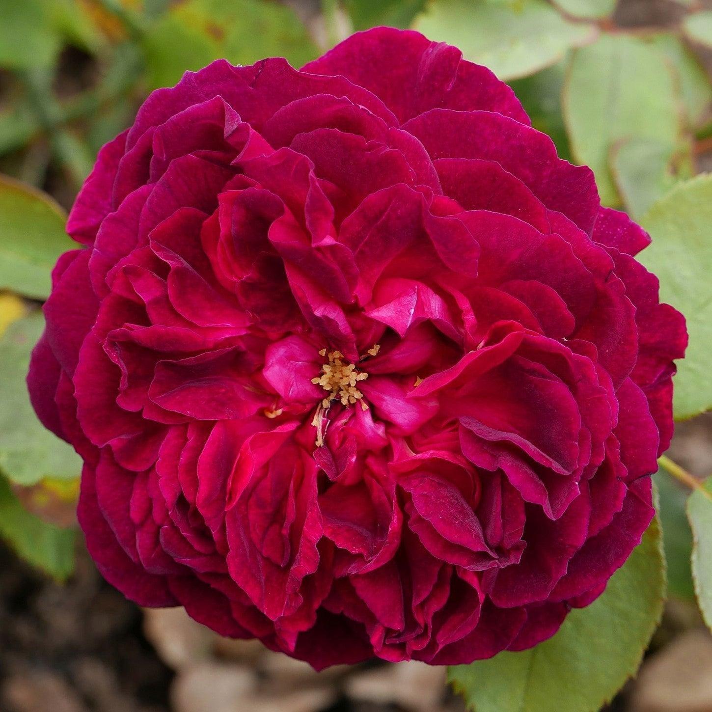 David Austin® Munstead Wood® Potted Rose Bush