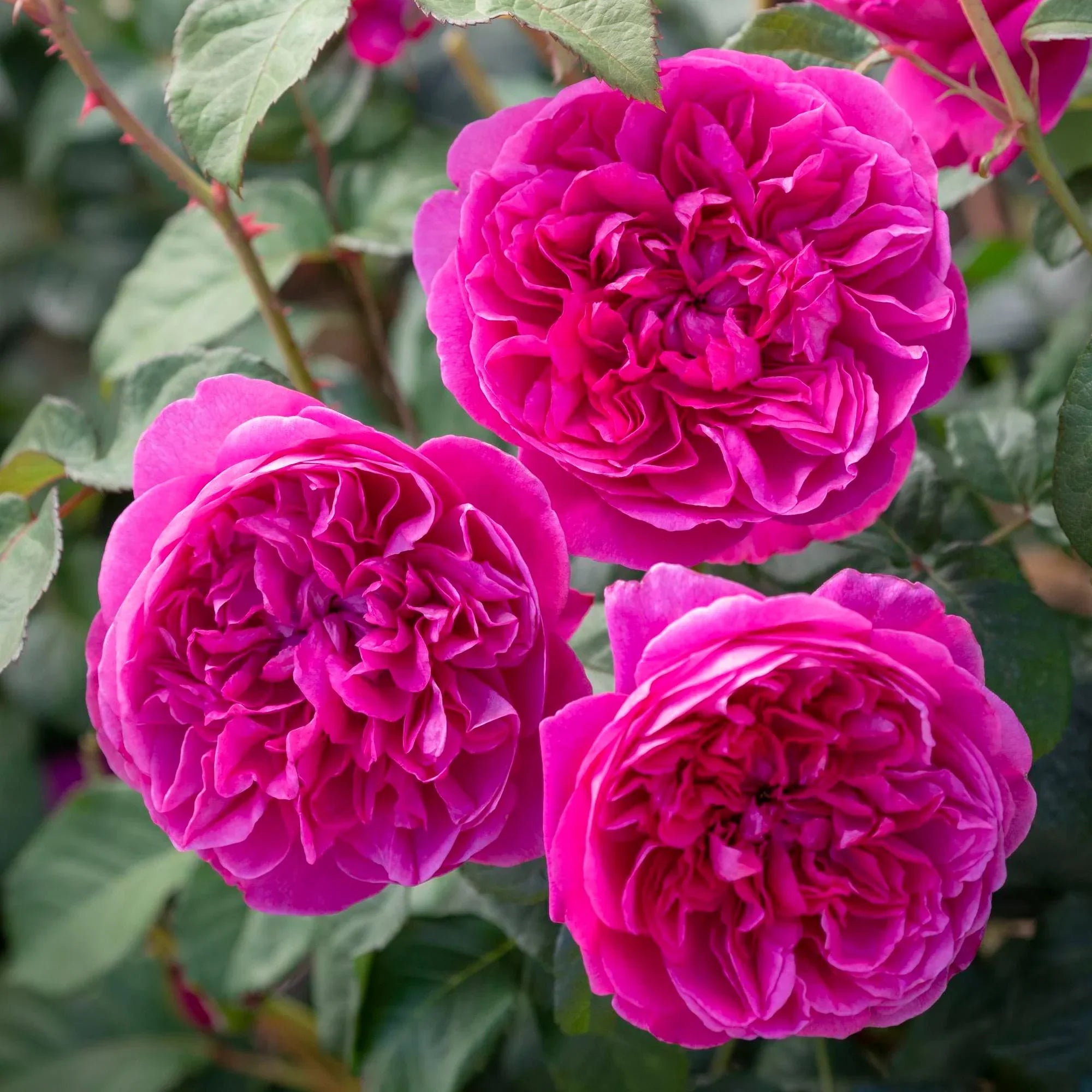 David Austin® James L Austin® Potted Rose Bush