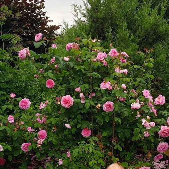 David Austin® Gertrude Jekyll™ Potted Rose Bush