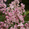 Deutzia