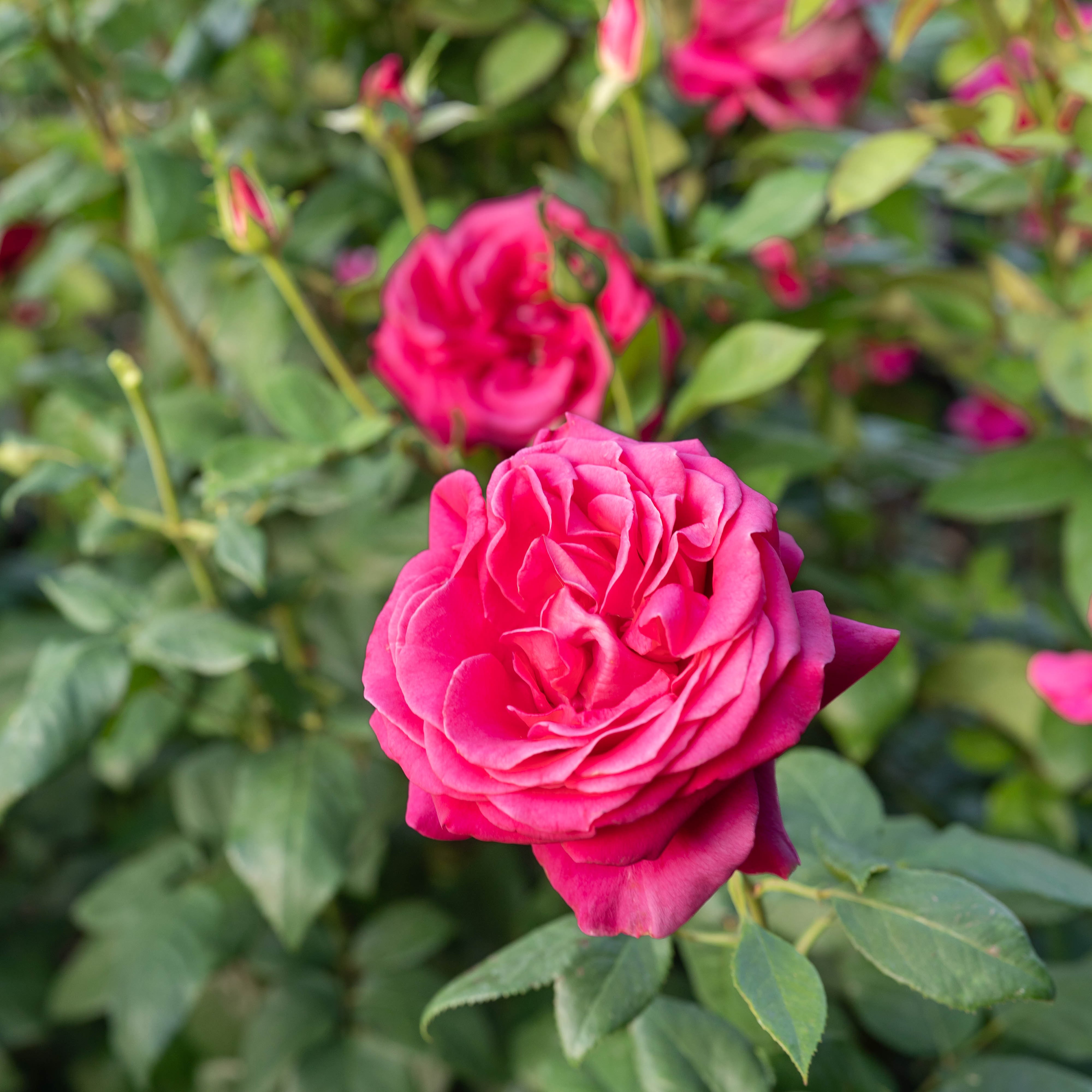 All My Loving™ Bare Root Rose Bush