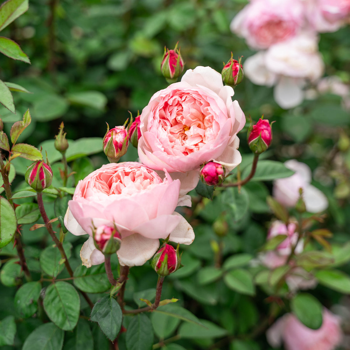 The Alnwick® Rose™ Bare Root Rose Bush