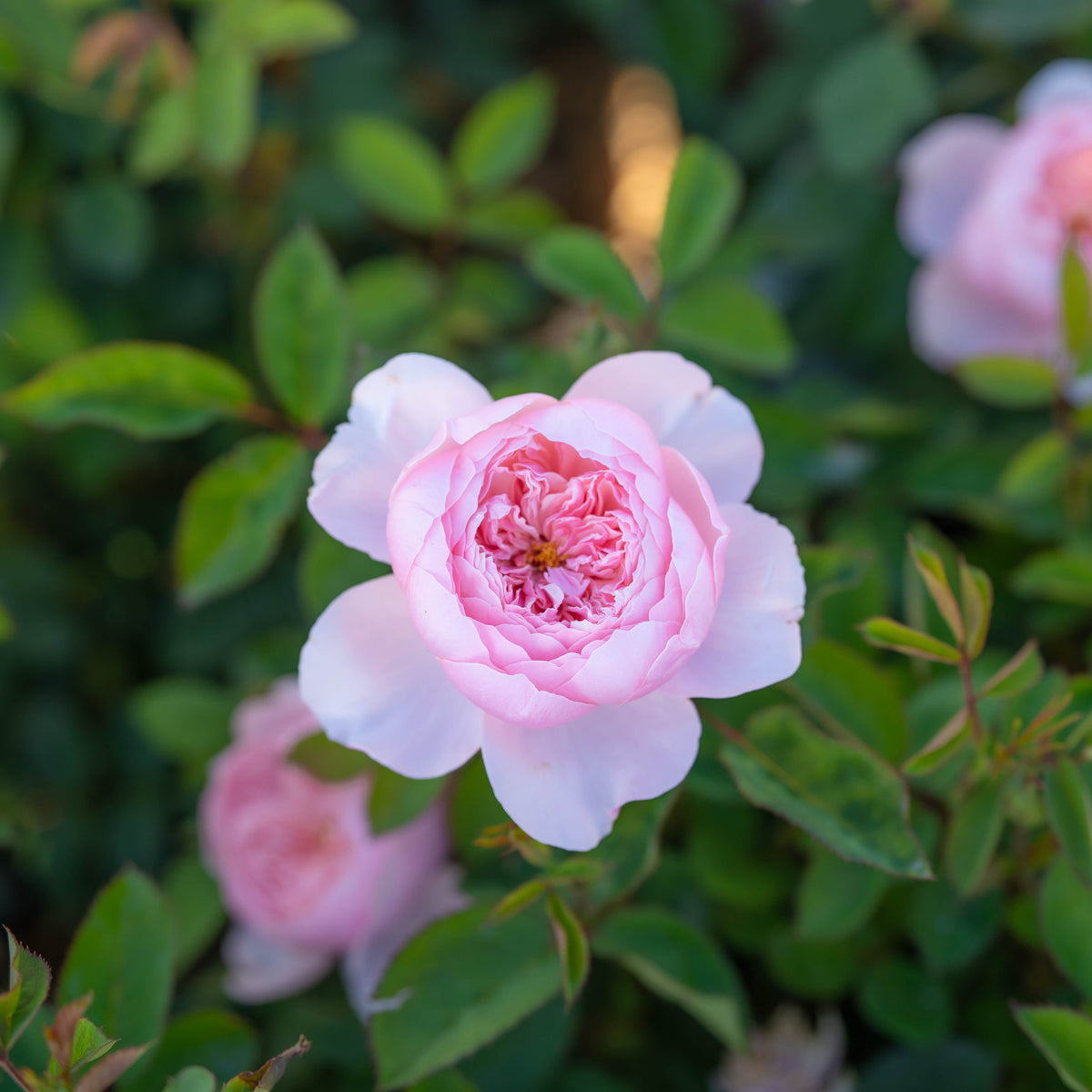 The Alnwick® Rose™ Bare Root Rose Bush